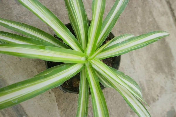 Plant with long, pointed leaves called Dracaena Marginata photo