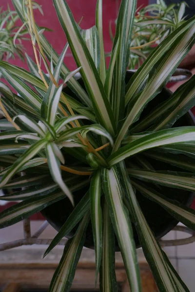 Plant with long, pointed leaves called Dracaena Marginata photo