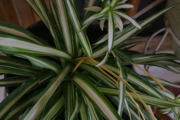 Plant with long, pointed leaves called Dracaena Marginata photo