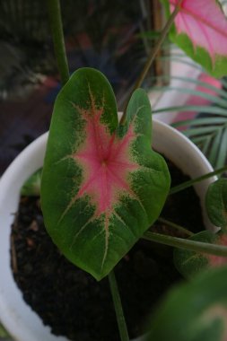 Taro bitkisi fotoğrafının yeşil pembe rengi