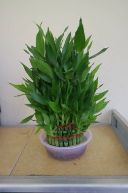 Şanslı bambu fotoğrafı denen yeşil ev bitkisi.