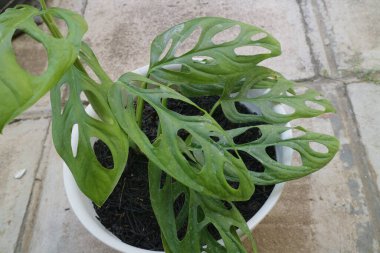 Monstera Adansonii adlı yeşil güzel bir ev bitkisi.