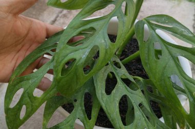 Monstera Adansonii adlı yeşil güzel bir ev bitkisi.