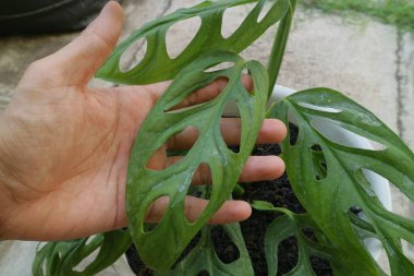 Monstera Adansonii adlı yeşil güzel bir ev bitkisi.