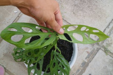 Monstera Adansonii adlı yeşil güzel bir ev bitkisi.