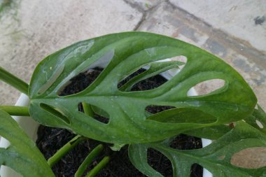 Monstera Adansonii adlı yeşil güzel bir ev bitkisi.