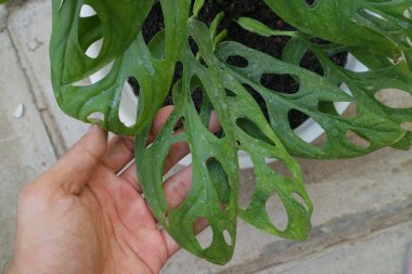 Monstera Adansonii adlı yeşil güzel bir ev bitkisi.