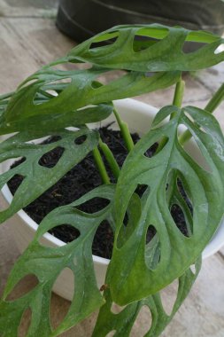 Monstera Adansonii adlı yeşil güzel bir ev bitkisi.