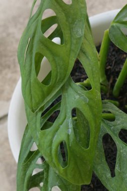 Monstera Adansonii adlı yeşil güzel bir ev bitkisi.