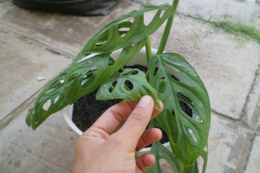 Monstera Adansonii adlı yeşil güzel bir ev bitkisi.