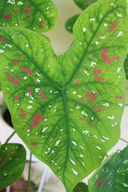 Taro bitkisi fotoğrafının yeşil pembe rengi