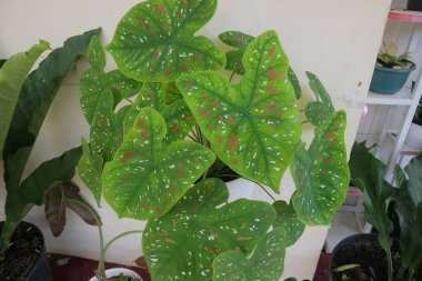 Taro bitkisi fotoğrafının yeşil pembe rengi