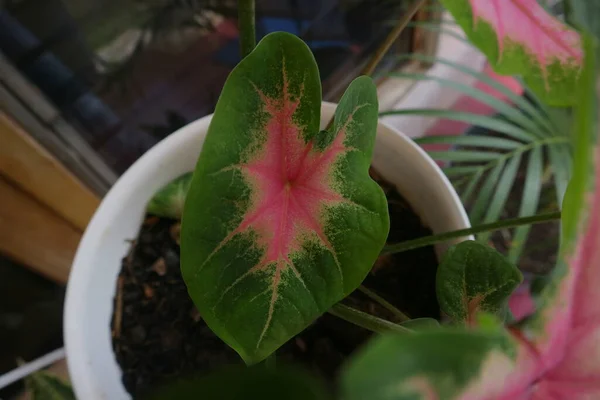 Cor Rosa Verde Taro Planta Foto — Fotografia de Stock