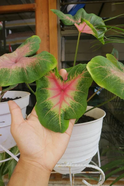 里芋の緑色植物写真 — ストック写真