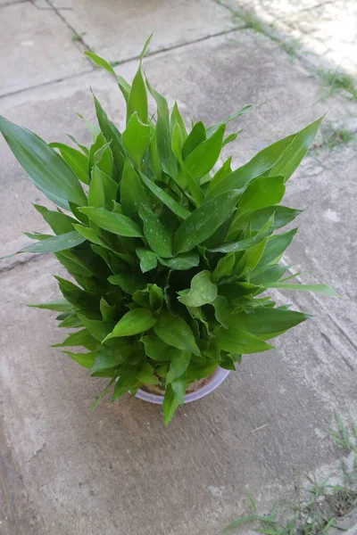 緑の家の植物幸運竹の写真と呼ばれる — ストック写真