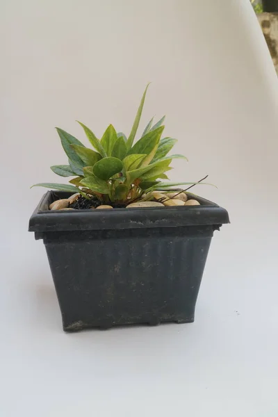 ポット写真の美しい小さな緑の植物 — ストック写真