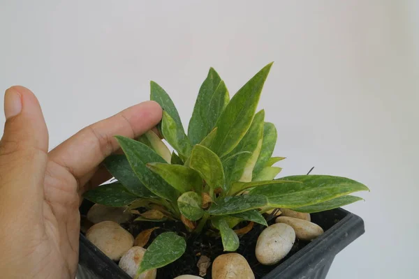 Небольшое Зеленое Растение Фото Горшке — стоковое фото