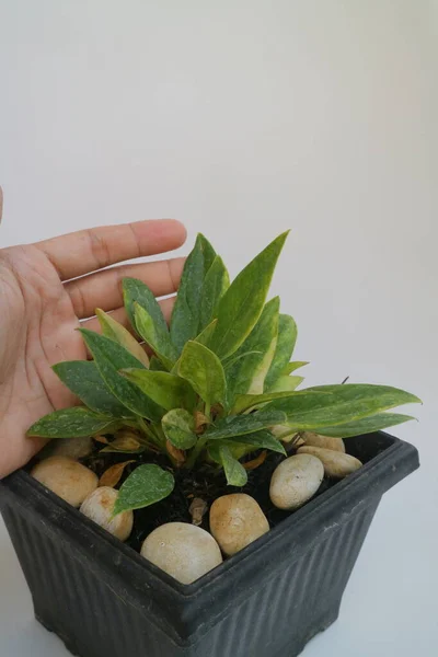 ポット写真の美しい小さな緑の植物 — ストック写真