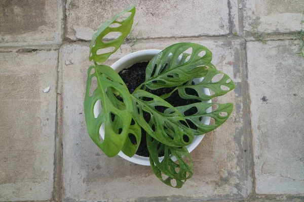 Monstera Adansoniiと呼ばれる緑の美しい家の植物写真 — ストック写真