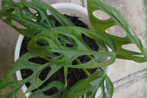 Bella Pianta Verde Casa Chiamata Monstera Adansonii Foto — Foto Stock