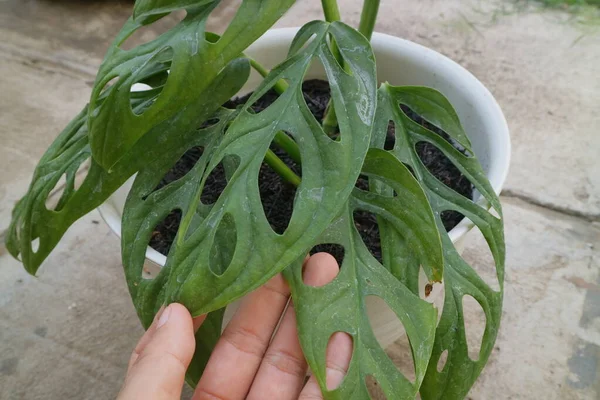 Monstera Adansoniiと呼ばれる緑の美しい家の植物写真 — ストック写真