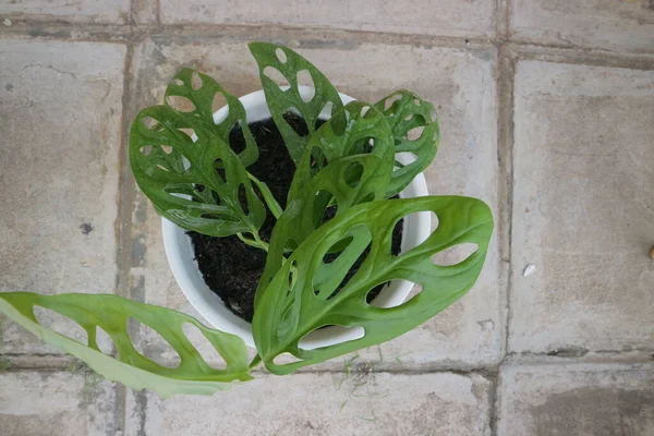 Verde Hermosa Planta Casa Llamada Monstera Adansonii Foto —  Fotos de Stock