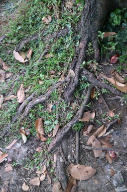 Ağaç kökleri yerde sürünüyor.