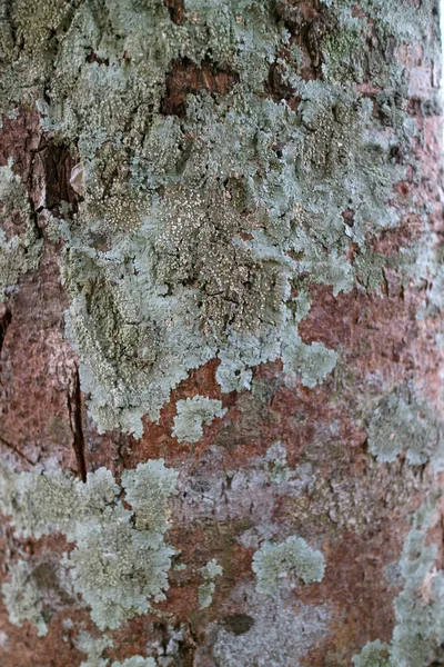 Die Textur Der Mit Pilzen Gefüllten Baumstämme Foto — Stockfoto
