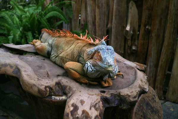 一张木制桌子照片上的大鬣蜥 — 图库照片