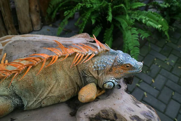 Iguana Grande Uma Foto Mesa Madeira — Fotografia de Stock