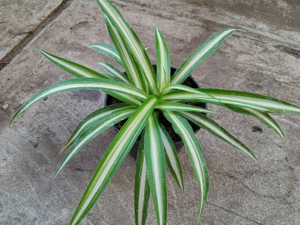 Plant with long, pointed leaves called Dracaena Marginata photo
