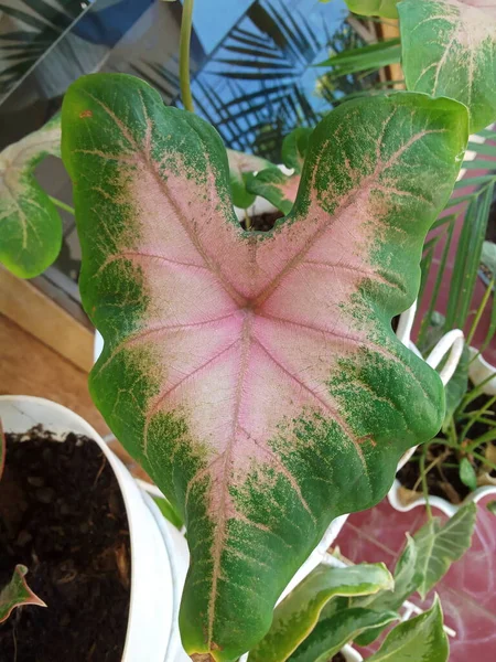 愛型の葉を持つユニークな植物写真 — ストック写真