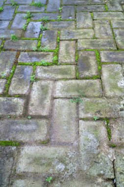 Yosun, birbirine kenetlenmiş tuğlalarla kaplı taş kaldırımları kapladı..