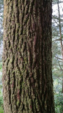 Close up of a tree trunk with textured bark and moss.