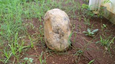 Sert desenli kaya, küçük yeşil çimen bitkileriyle çevrili nemli kahverengi toprağa dik konur.