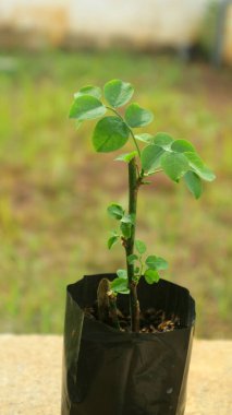 Yeşil yapraklı siyah plastik bir tencerede genç Katuk bitkisi.
