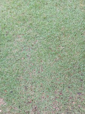 Dağınık kahverengi benekli yeşil çimen dokusu, çevre düzenlemesi, bahçe düzenlemesi veya doğa temalı tasarım için uygun doğal arka plan..