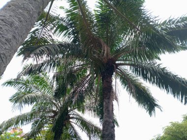 Yüksek hindistan cevizi palmiyelerine bakıyorum yemyeşil yapraklı parlak bulutlu gökyüzüne, tropik doğa arka planına.