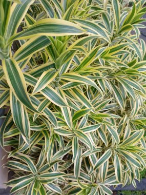 Uzun çizgili yeşil ve krem yapraklı yemyeşil tropikal yaprakları kapayarak yumuşak doğal ışıkta yoğun bir süs bitkisi arkaplanı oluştururlar..