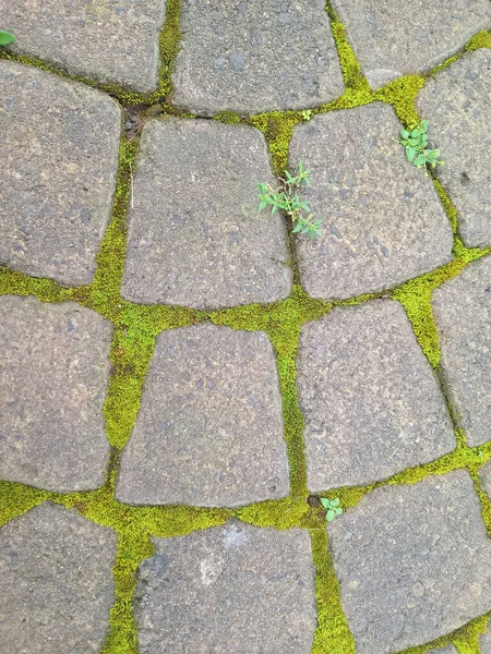 Parlak yeşil yosunları ve taşların arasında büyüyen küçük otları olan yıpranmış kaldırım taşlarının üst görüntüsü..
