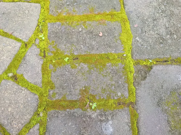 Yıpranmış taş kaldırımın, kaldırım levhaları arasında büyüyen parlak yeşil yosunların, doğal dış dokuların arka planının üst görüntüsü..