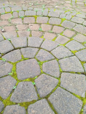Yeşil yosun ve gri taşlar arasında büyüyen küçük yabani otların olduğu eğri bir kaldırım taşı deseni..