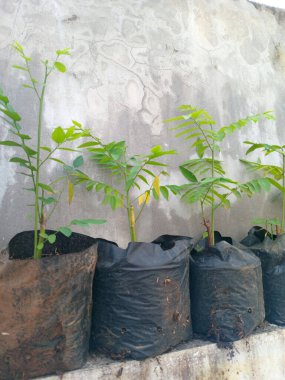 Genç Katuk bitkisi ya da şeker yaprağı siyah çocuk bezi torbalarında yetişiyor beton bir duvara kenetlenmiş bir çıkıntıda, açık havada bitki yetiştirme ve bahçecilik kavramı.