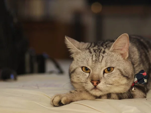 귀엽고 머리의 미어캣 머리의 고양이 그레이와 줄무늬를 낳는다 — 스톡 사진