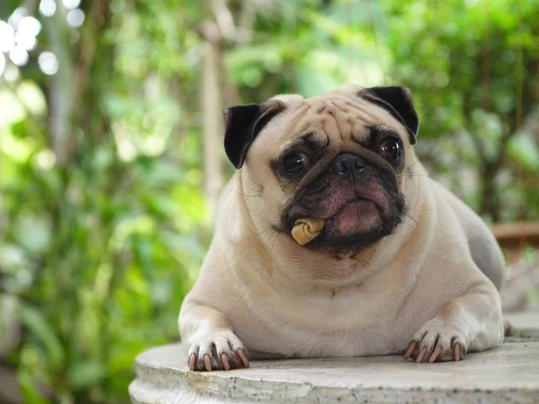 Linda Gordura Branca Bonito Pug Rosto Retratos Close Deitado Livre Imagens Royalty-Free