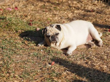 Güzel, beyaz, sevimli pug portreleri. Kahverengi bahçedeki çimenlere yakın yerde uzanıyor. Üzücü bir yüz ifadesi takınıyor.