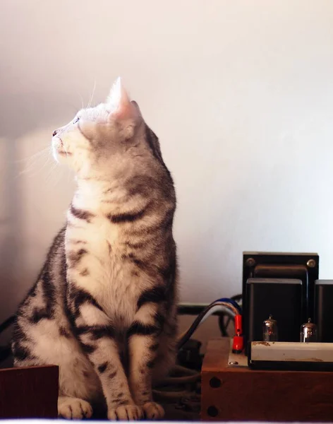 Bonito Cabelo Curto Jovem Americano Short Hair Raça Gatinho Cinza — Fotografia de Stock