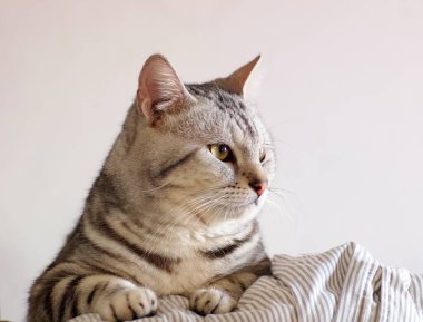 Şirin kısa saçlı genç AMERİKAN kısa saçlı kedi yavrusu gri ve siyah çizgili ev kedisi yatak odasında dinleniyor seçici odak bulanık arka planda