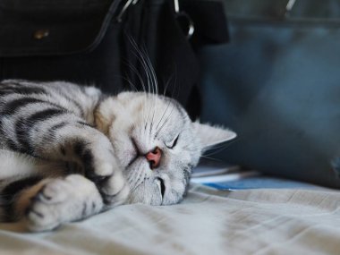 Şirin kısa saçlı genç AMERİKAN kısa saçlı kedi yavrusu gri ve siyah çizgili ev kedisi yatak odasında dinleniyor seçici odak bulanık arka planda