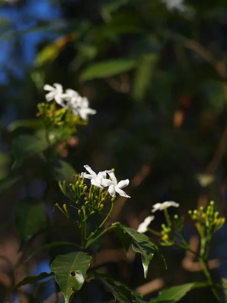 Białe Małe Kwiaty Wyglądają Podobnie Gerdenia Crape Jasmine Naturalnym Świetle — Zdjęcie stockowe
